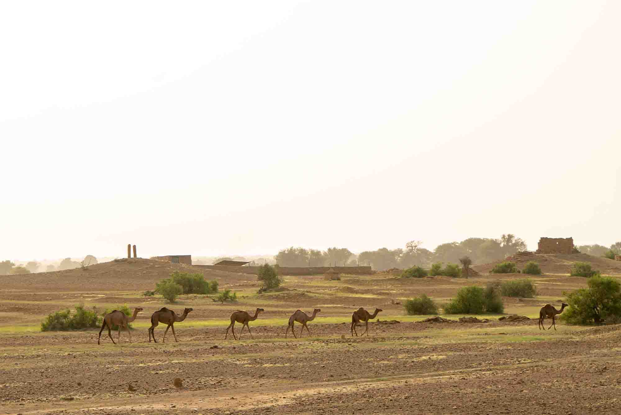 Dreamtime Bungalows Dreamy Desert Package Camel Ride to the Dunes