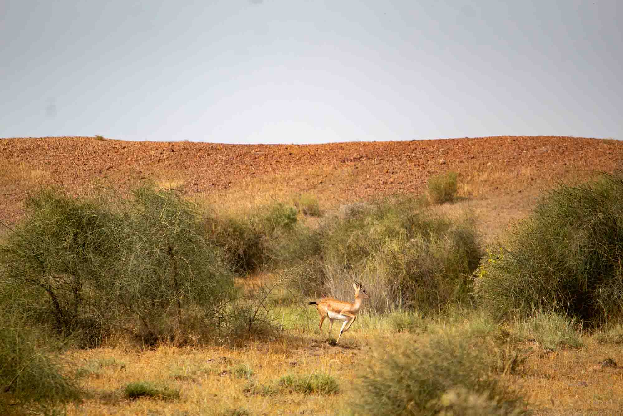 Dreamtime Bungalows Dreamy Desert Package Explore Wildlife