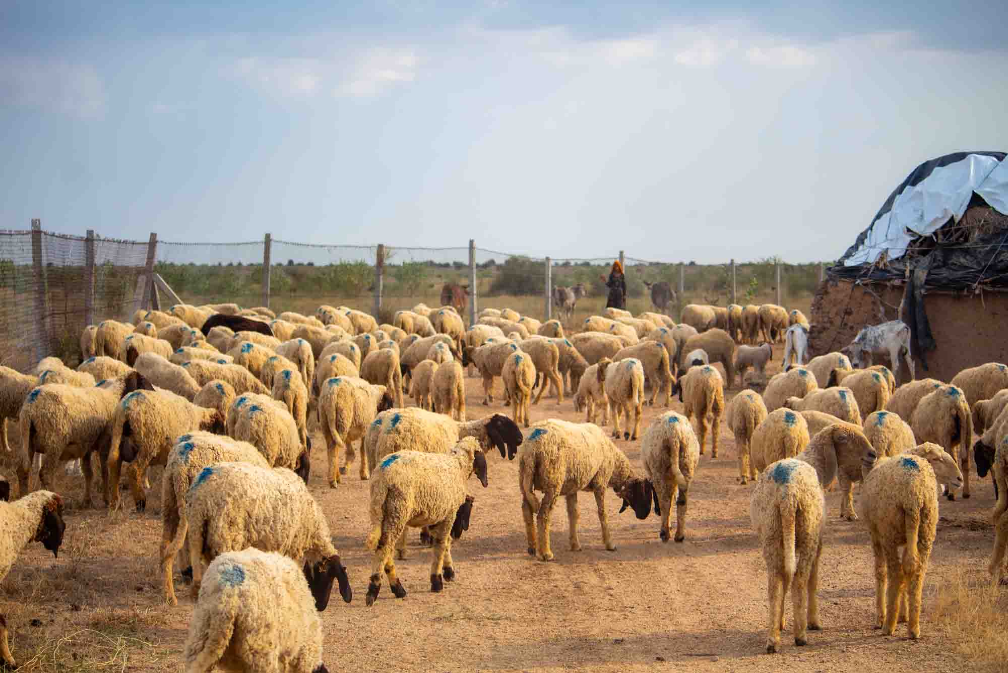 Dreamtime Bungalows Dreamy Desert Package Village Life Style Tour