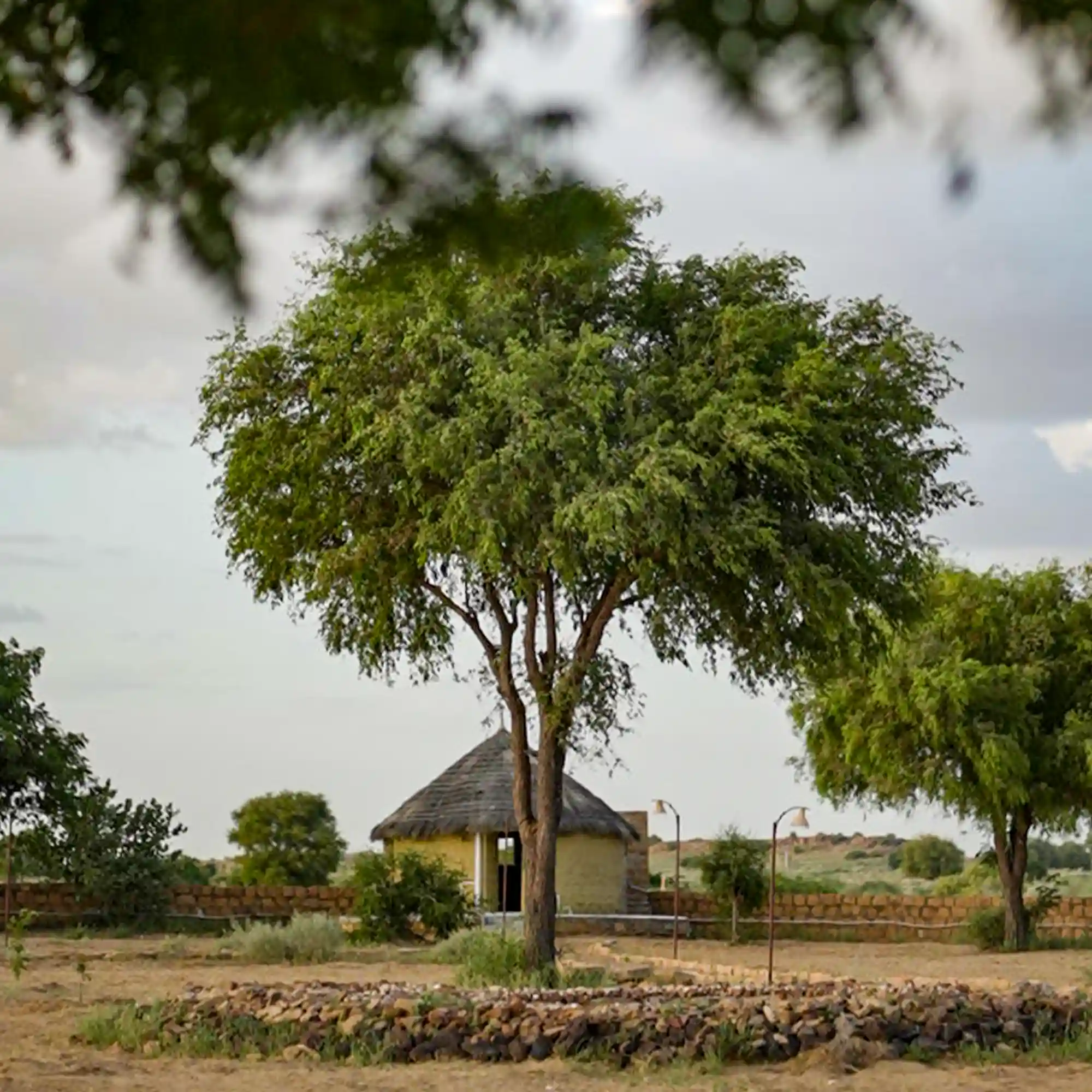 Yellow stone mud cottage partially hidden behind a large tree at Dreamtime Bungalows, Jaisalmer