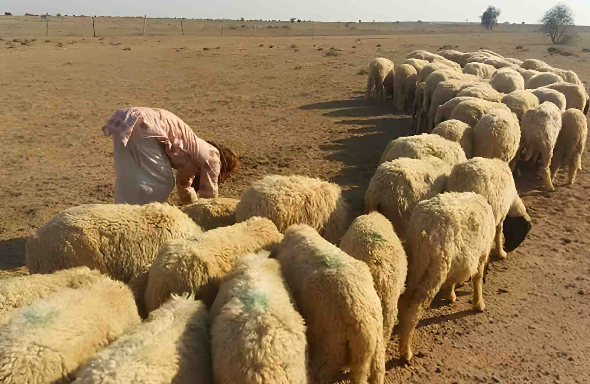 Local shepherd with sheep flock in the desert landscape near Dreamtime Bungalows, Jaisalmer